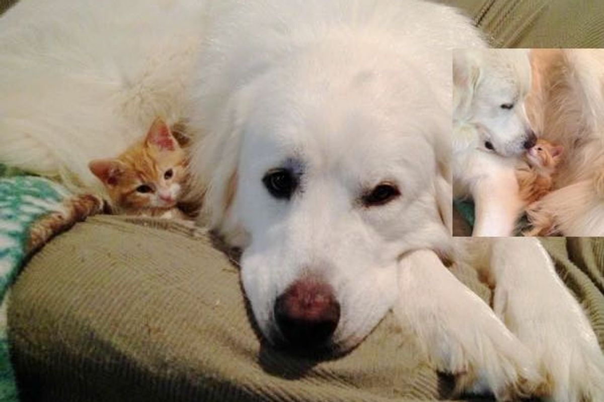 Fuego the Ginger Kitten Finds a New Mom Luna the Dog