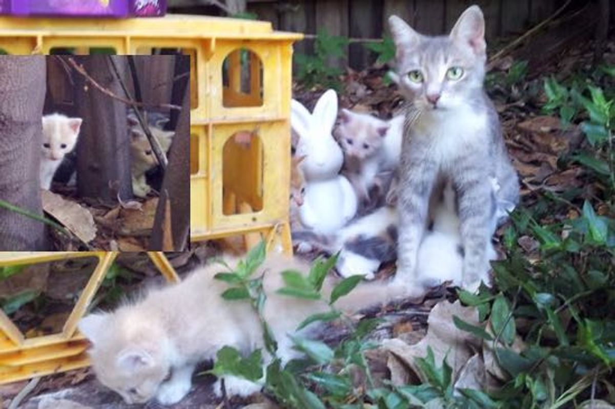 Stray Cat Mama and Her Kittens Turn a Family's Backyard into Their Kingdom