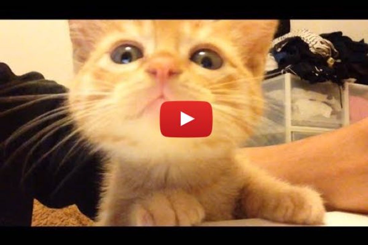 Kitty Wants to Know What His Human is Eating