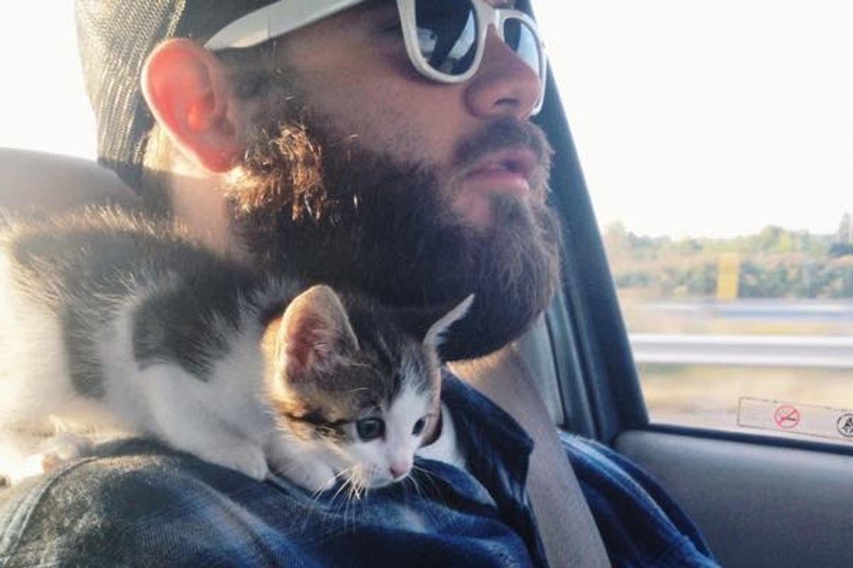 Meet Ham! A Tiny Kitten Strays His Way into His Forever Home