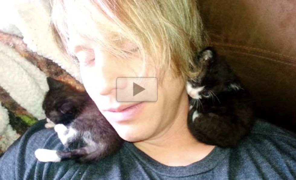 2 Week Old Foster Kittens First Snuggle & Nap With a Human