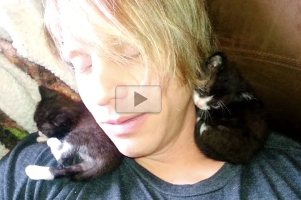 2 Week Old Foster Kittens First Snuggle & Nap With a Human