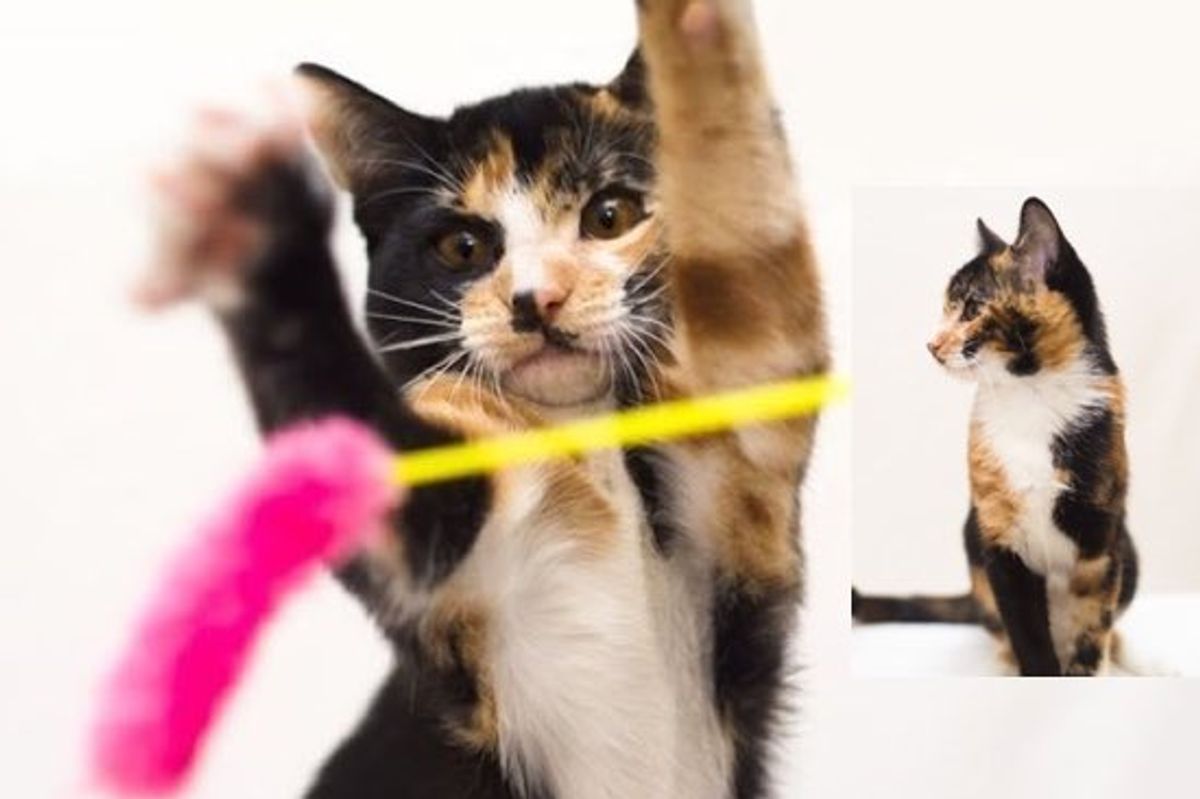 Meet Sherman, a Very Rare Male Calico Kitten