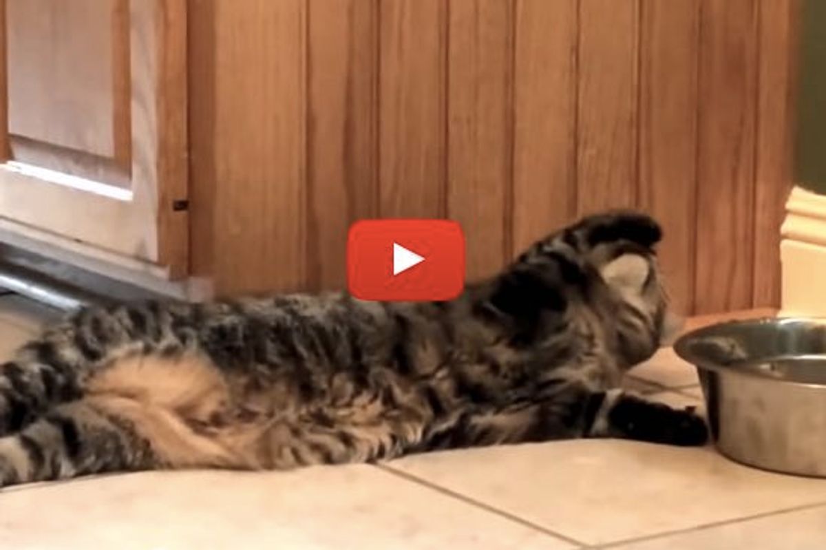 Lazy Cat Doesn't Want to Get Up to Drink Water