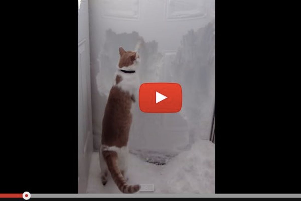 Rudiger the Cat Helps Clear Four Foot Wall of Snow