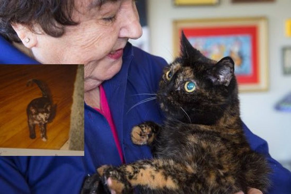 Tiffany Two the Tortie Holds the Guinness Record for Oldest Living Cat