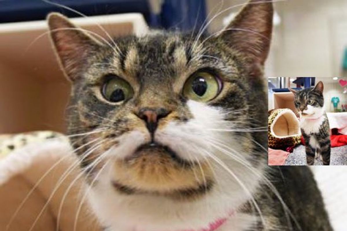 Sally the Sweet Rescue Cat with a "Lazy" Eye and So Much to Love!