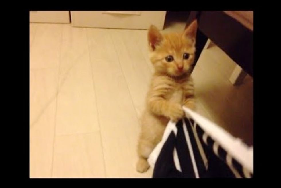 This is What Kitty Thinks is More Fun: Cat Toy or Laundry