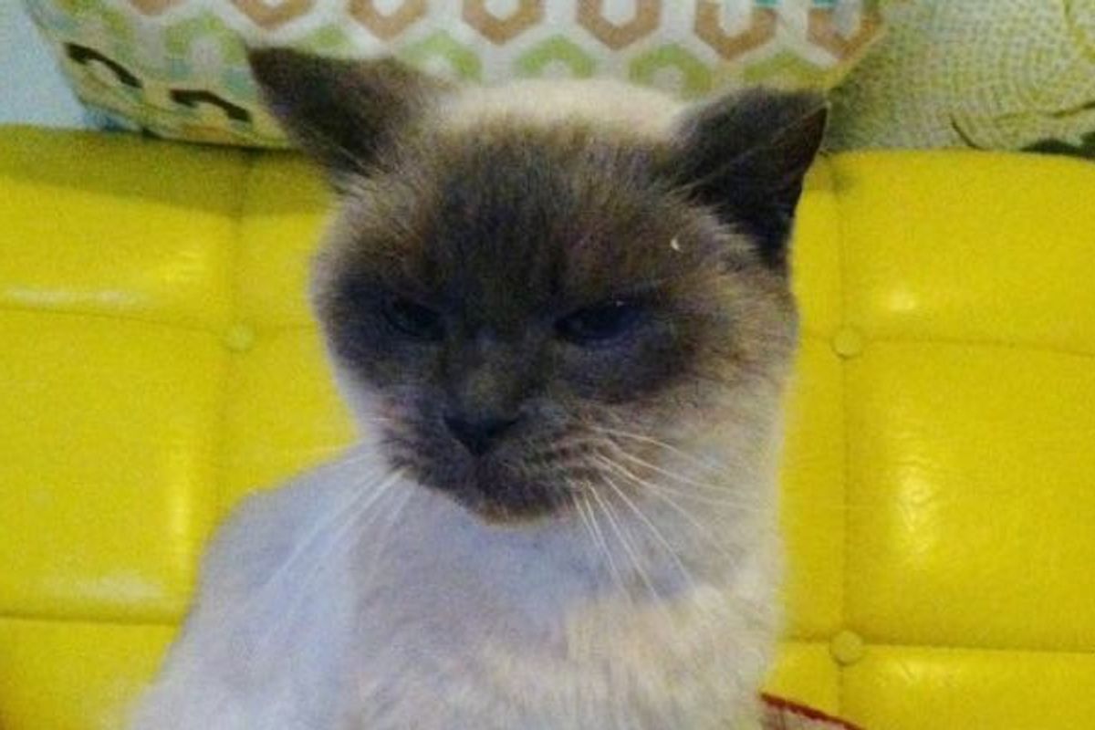 Muir, a 16 Year Old Blind and Deaf Stray Cat, Now Has Found a Comfortable Home