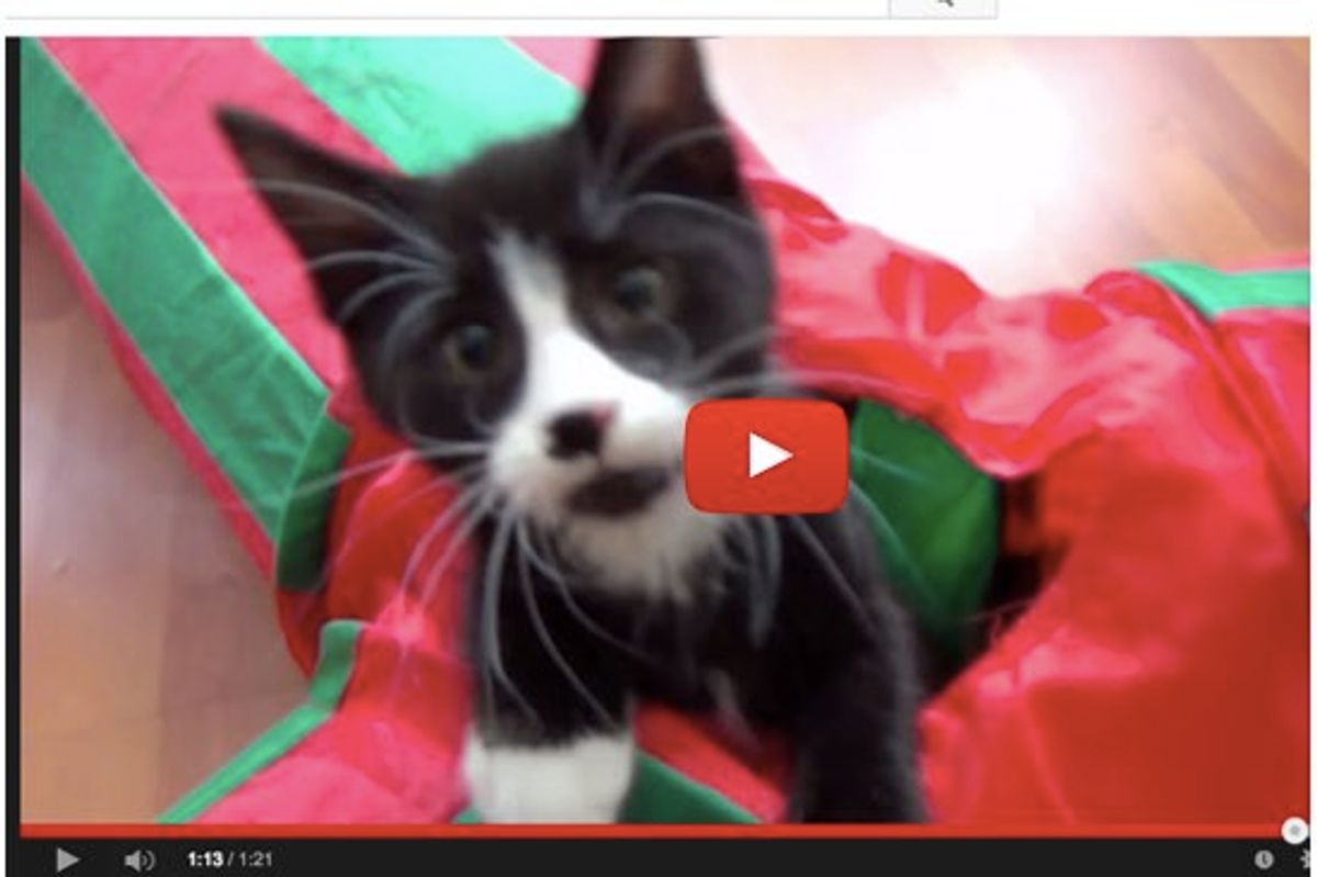 Kittens Go Crazy with Cat Tunnel. One Kitten Even Launches Like A Missile