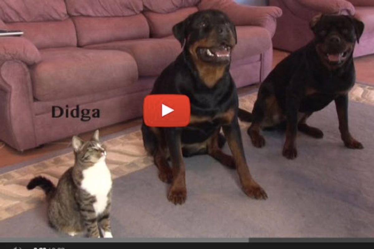 This Cat Can Do Tricks Better Than the Dogs