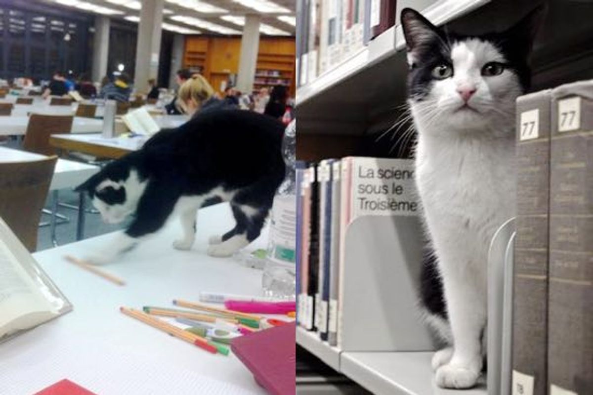 Pep the Cat Makes University of Regensburg His Home