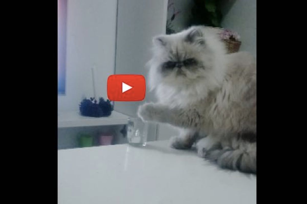 Proof that Cats Do Whatever They Want, Whenever They Feel Like it
