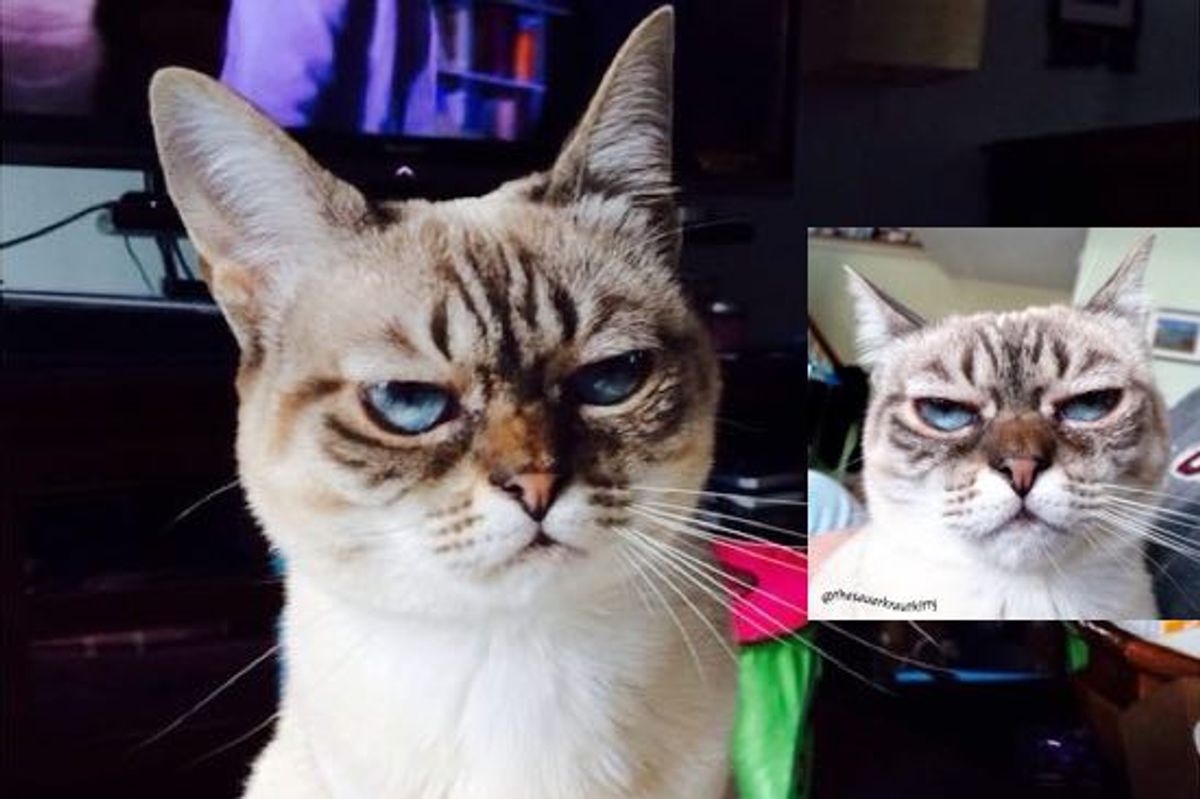 Meet Sauerkraut the Cat, the Grumpy Sourpuss
