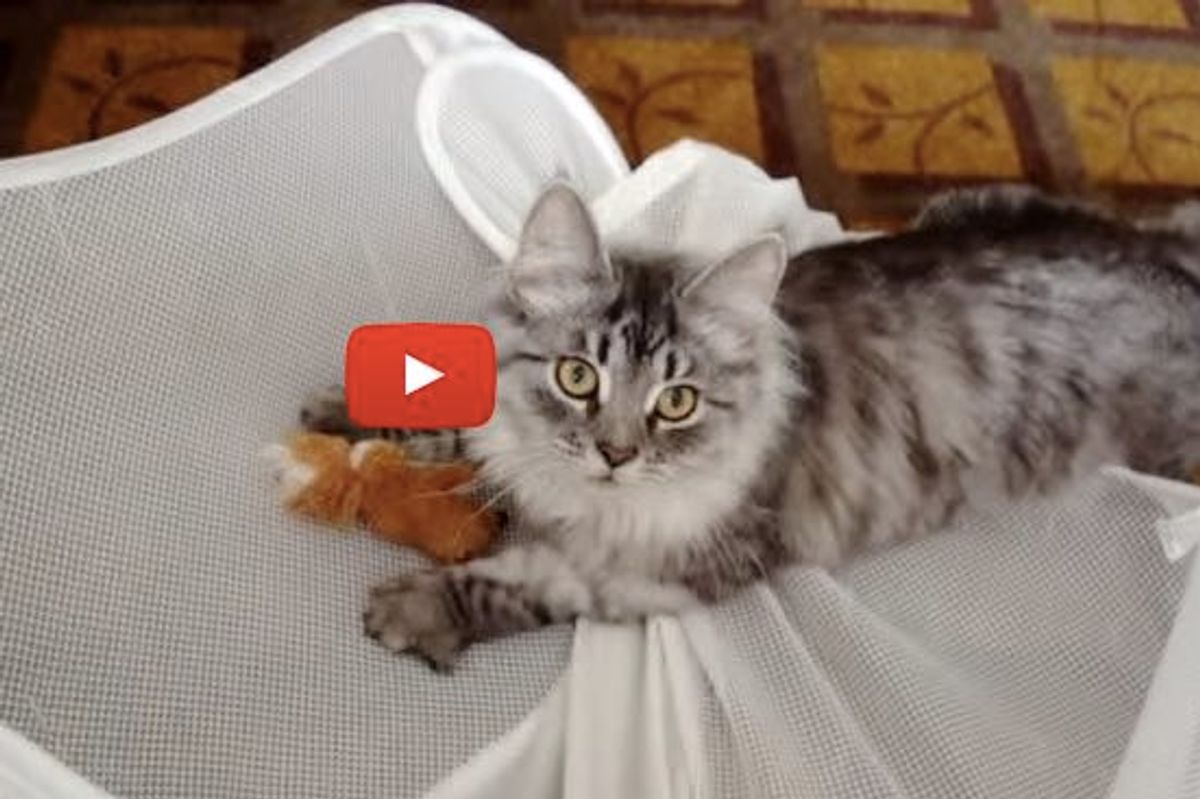 This Ninja Cat Can Retrieve Things Faster than the Retrievers