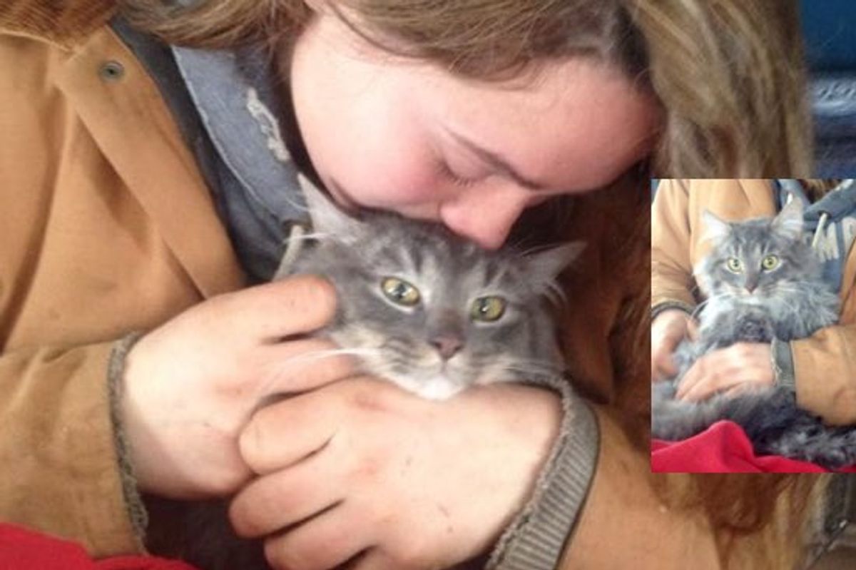 Valentino the Cat Found Covered in Snow and Ice, Has Bounced Back Remarkably!