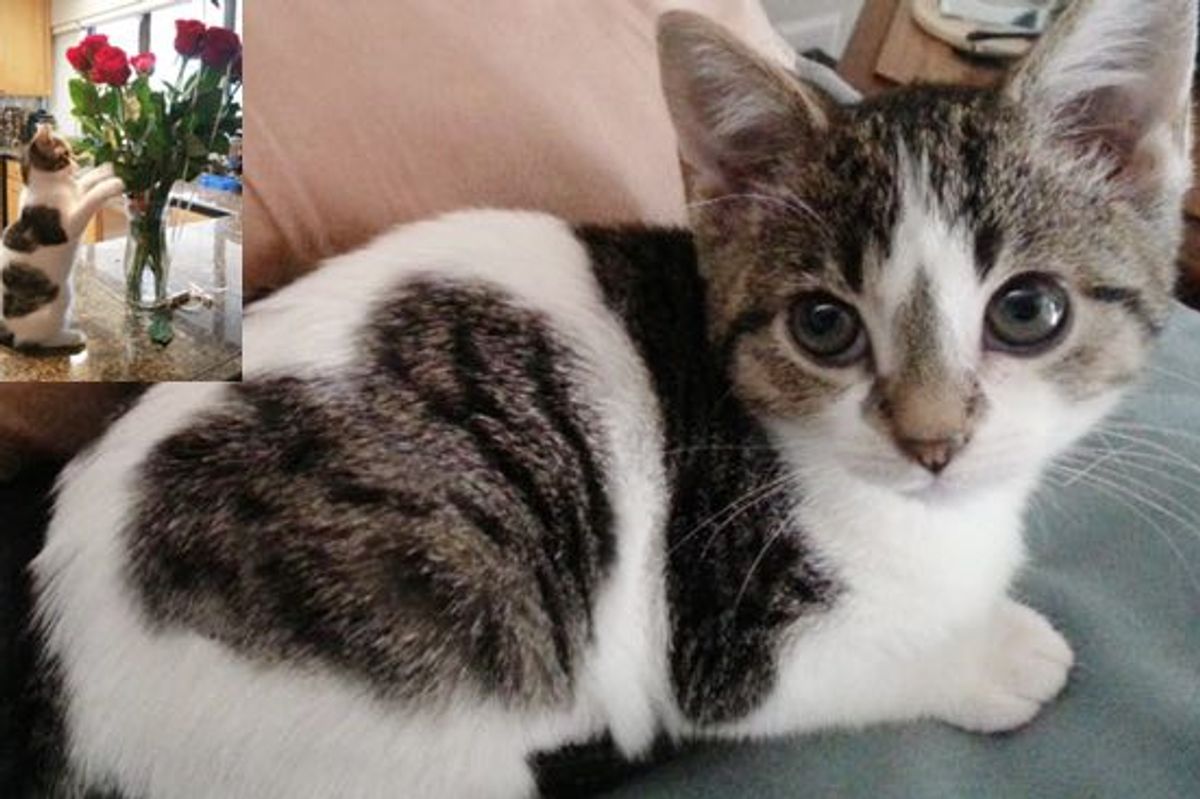 Frida a Former Foster Kitten, Stealer of Hearts