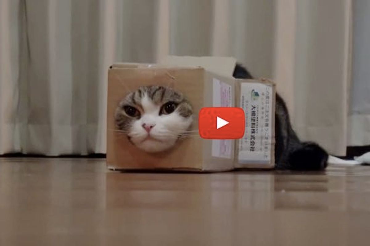 This Box is Half the Size of Maru, But He Still Makes It Work!