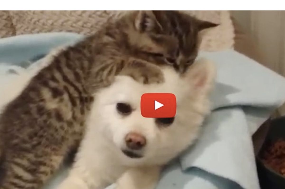 This Rescued Kitten Pancho Loves his New Sibling, a Pomeranian