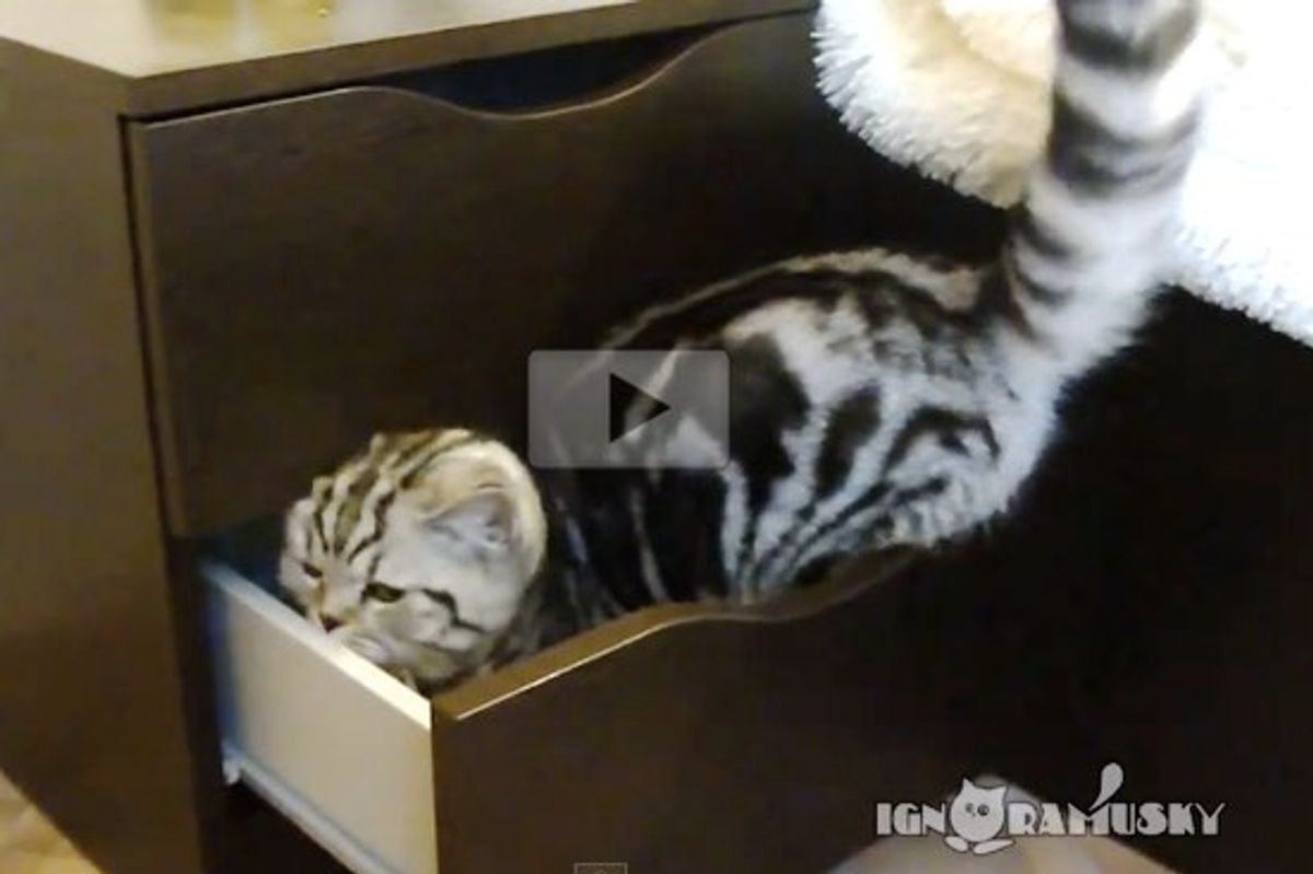 These 5 Cats are Determined to Get into Cupboards and Drawers