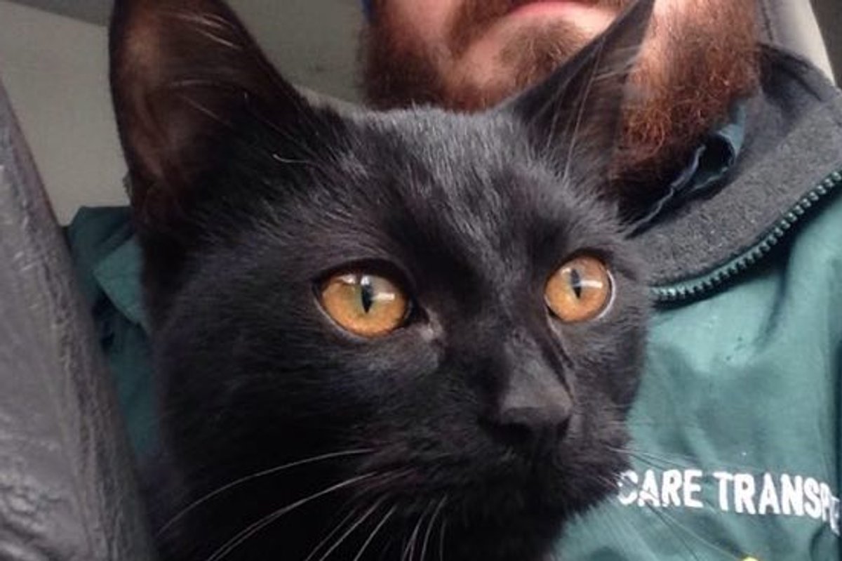 Stray Cat Jumps into Man's Car to Stay Warm. He just Couldn't Leave the Cat