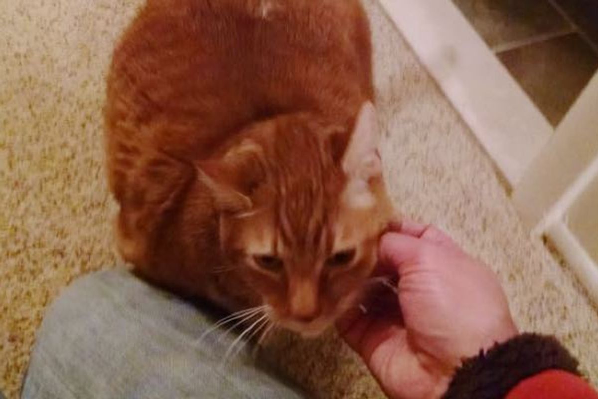 Man Rescues Cat From Empty House While Touring Properties. 'Didn't Buy House. Did Take Cat'