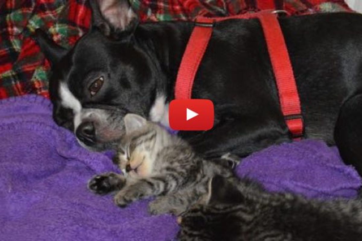 Orphan Kittens Nursing on Dog who Starts Producing Milk for the Babies, Warms Our Hearts!