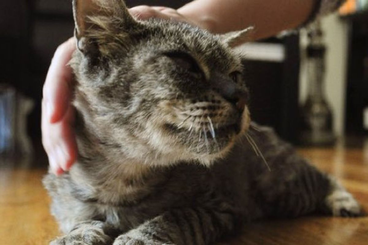 Mr. Cat - The Incredible Rescue Journey and Recovery of a Blind Cat