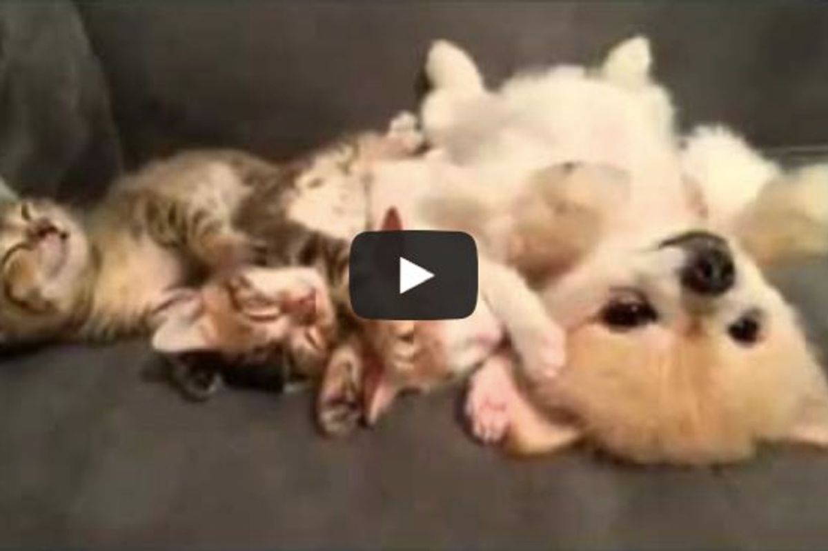 These 3 Kittens Napping with Their Dog Buddy. I Can't Handle the Cute!