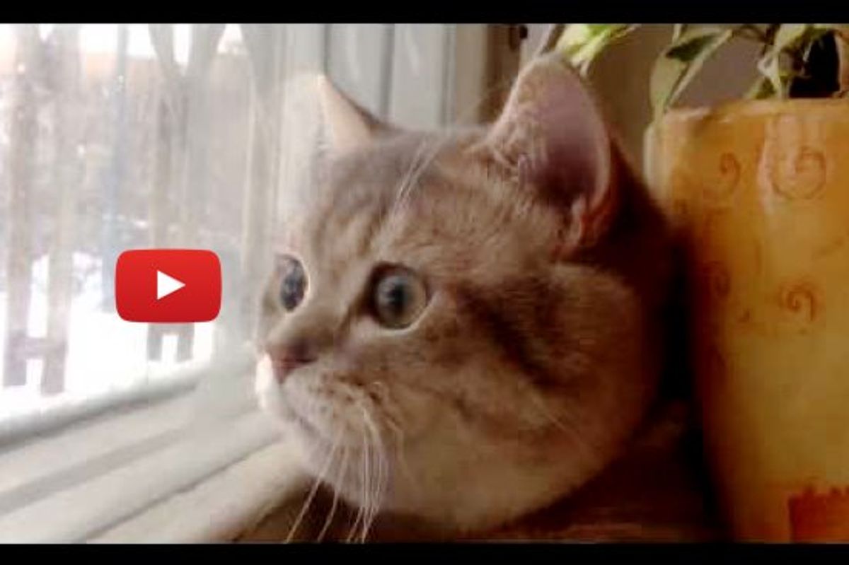 Cat Talking While Bird Watching