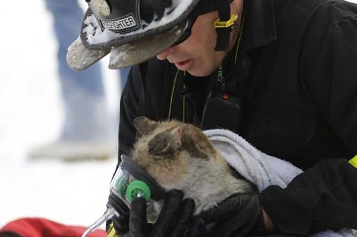 Prissy the Cat Who Escaped House Fire is Comforted by Firefighter