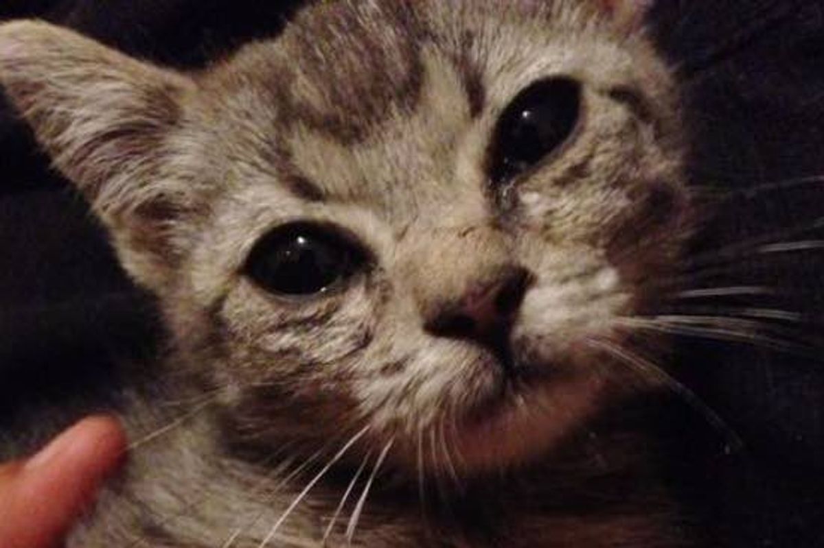 A Young Man Spent 4 Hours Rescuing Stray Kitten from a Car