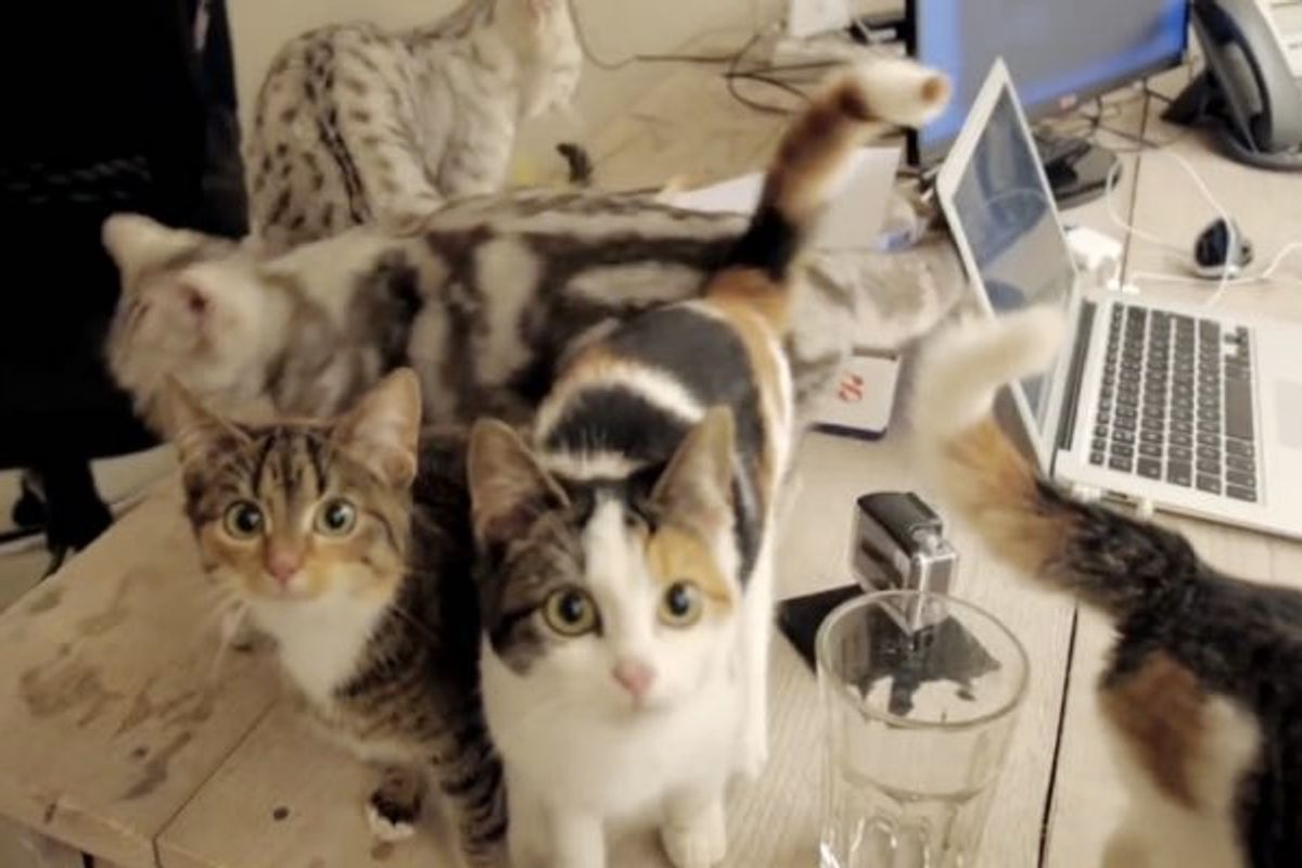 Watch These Lucky Humans Work in Office with Cats Around