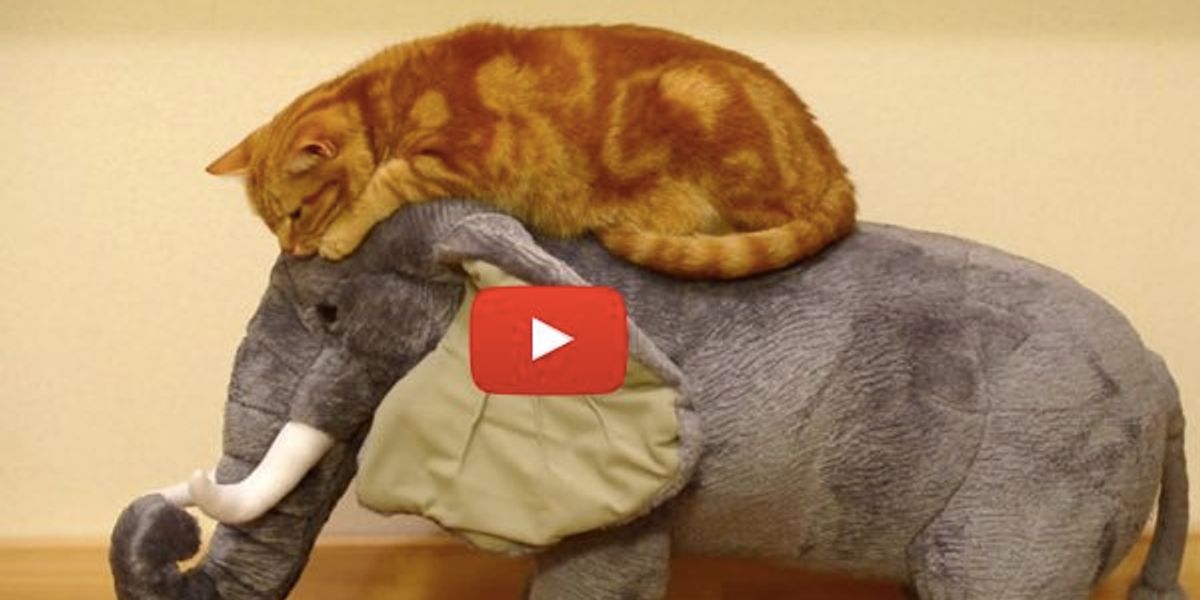 Cat Loves Riding on an Elephant - Love Meow