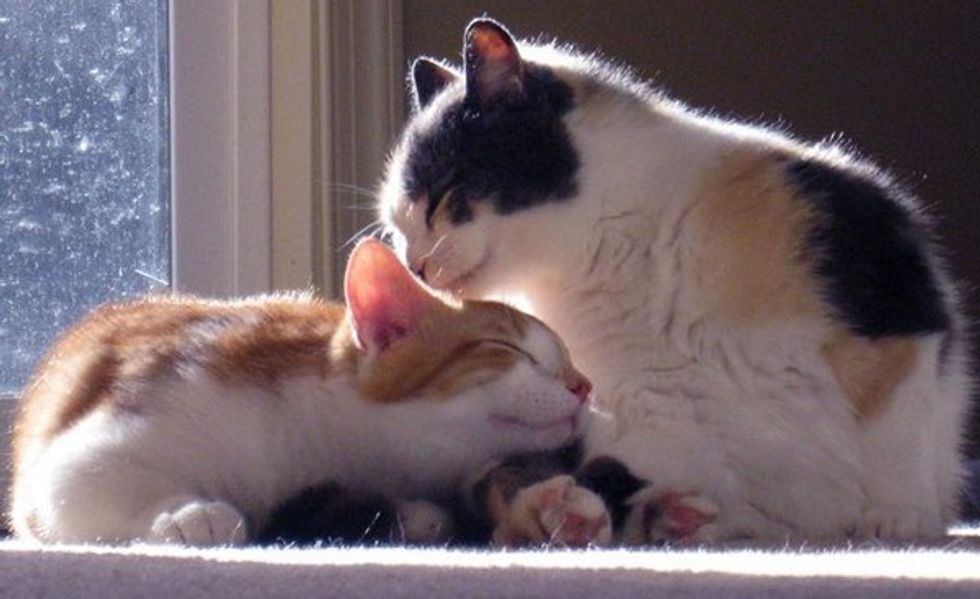 Feral Cat Mother and Son, Their First Year in a Loving Home