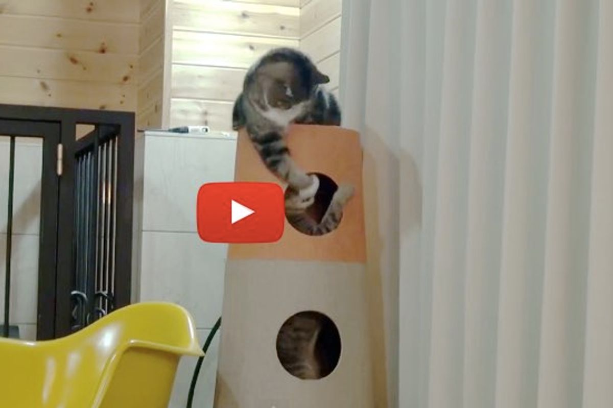 Maru and Hana Meet Interesting Cat Tower