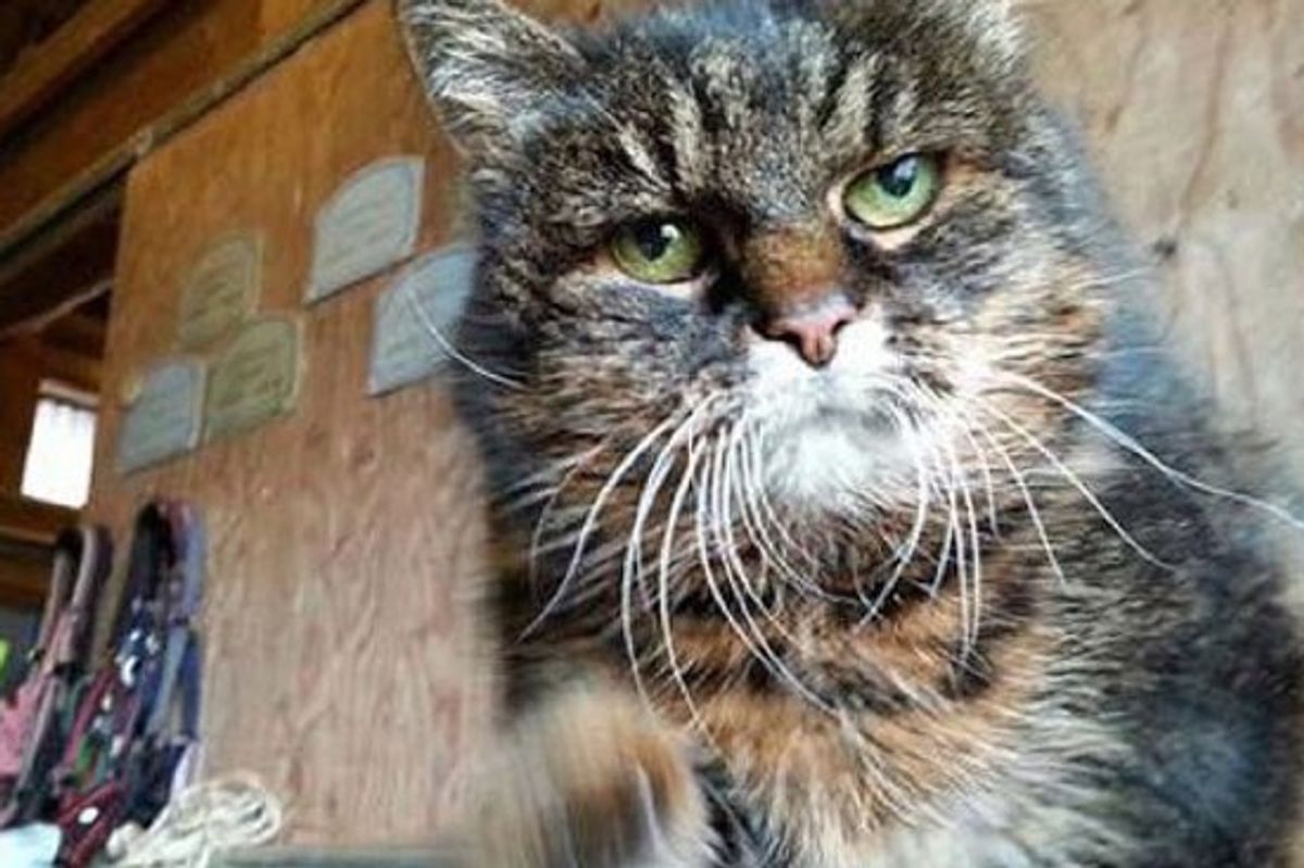 Swedish Woman Says Her Cat Missan Turns 30 This Year