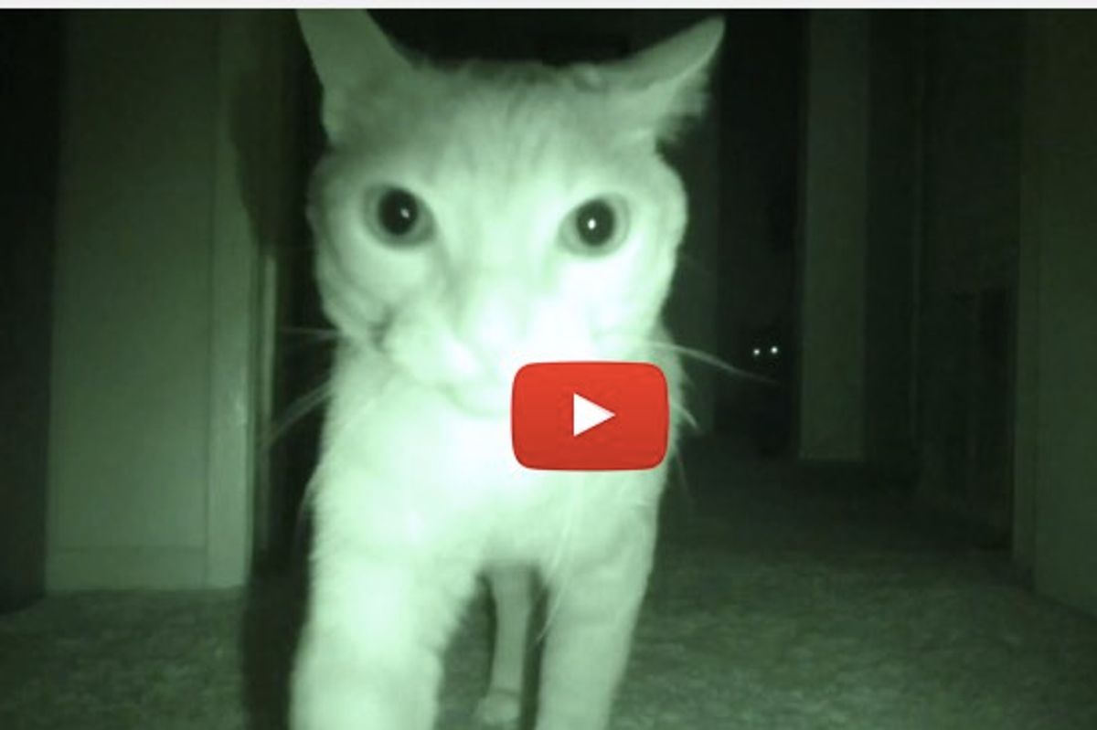 This is What These Cats Do at Night...