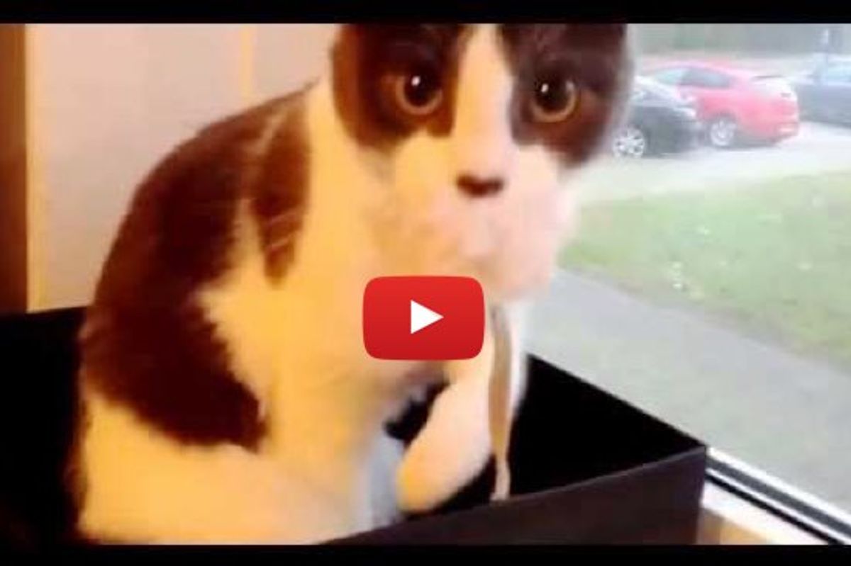 This Kitty Just Realizes She's Being Filmed. Her Reaction is Priceless!