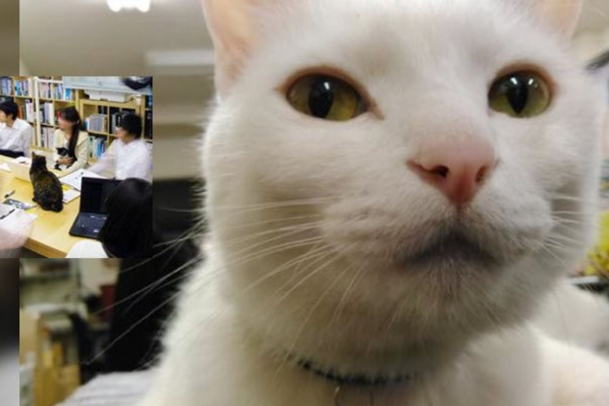 Company Adopts Rescue Cats to Help Employees Unwind and Improve Productivity
