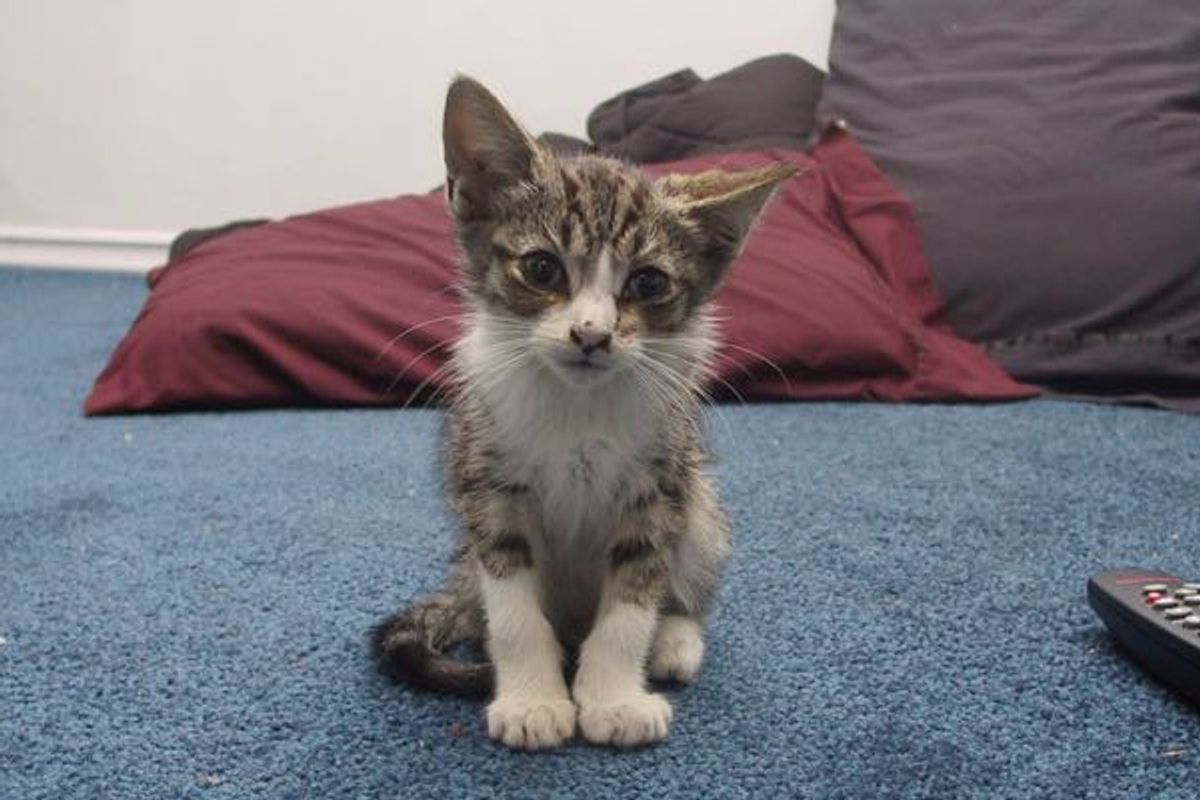 Edward the Stray Cat Wandered to Front Door, Asking for Help
