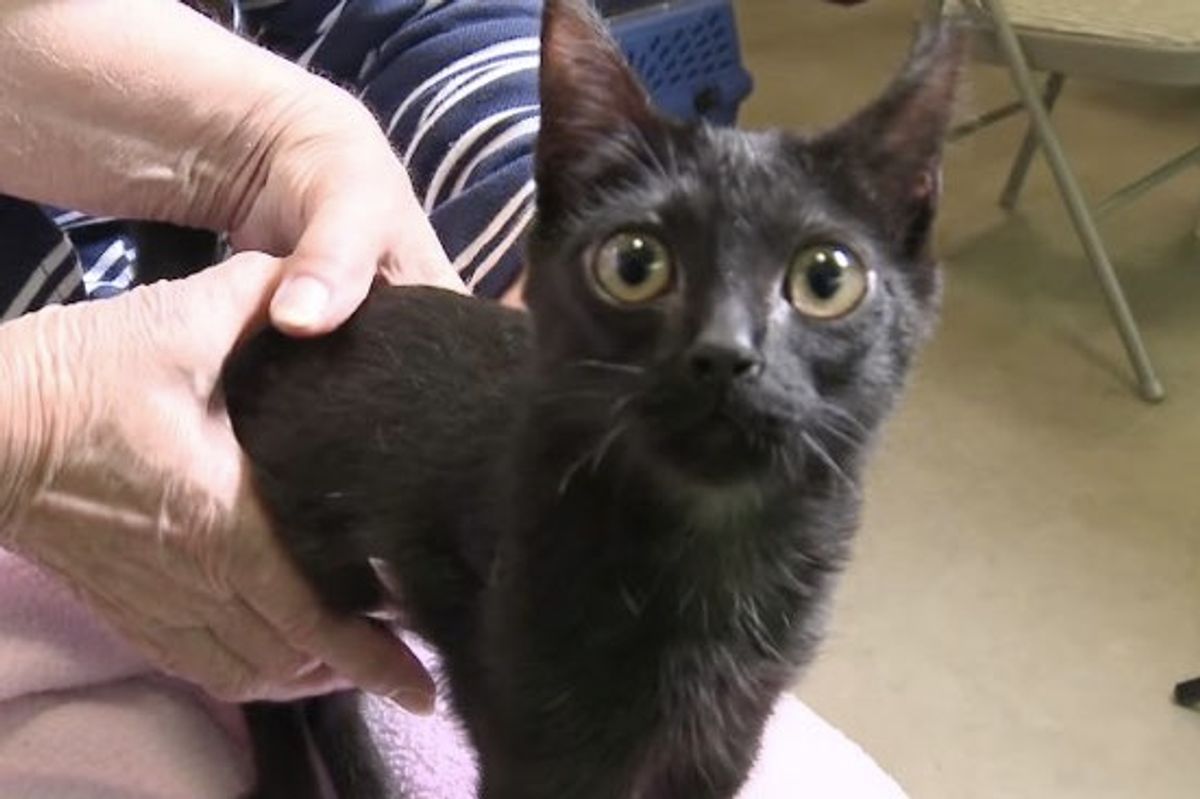 Special Needs Kitty Learns to Walk on Her Own Despite Her Limitations