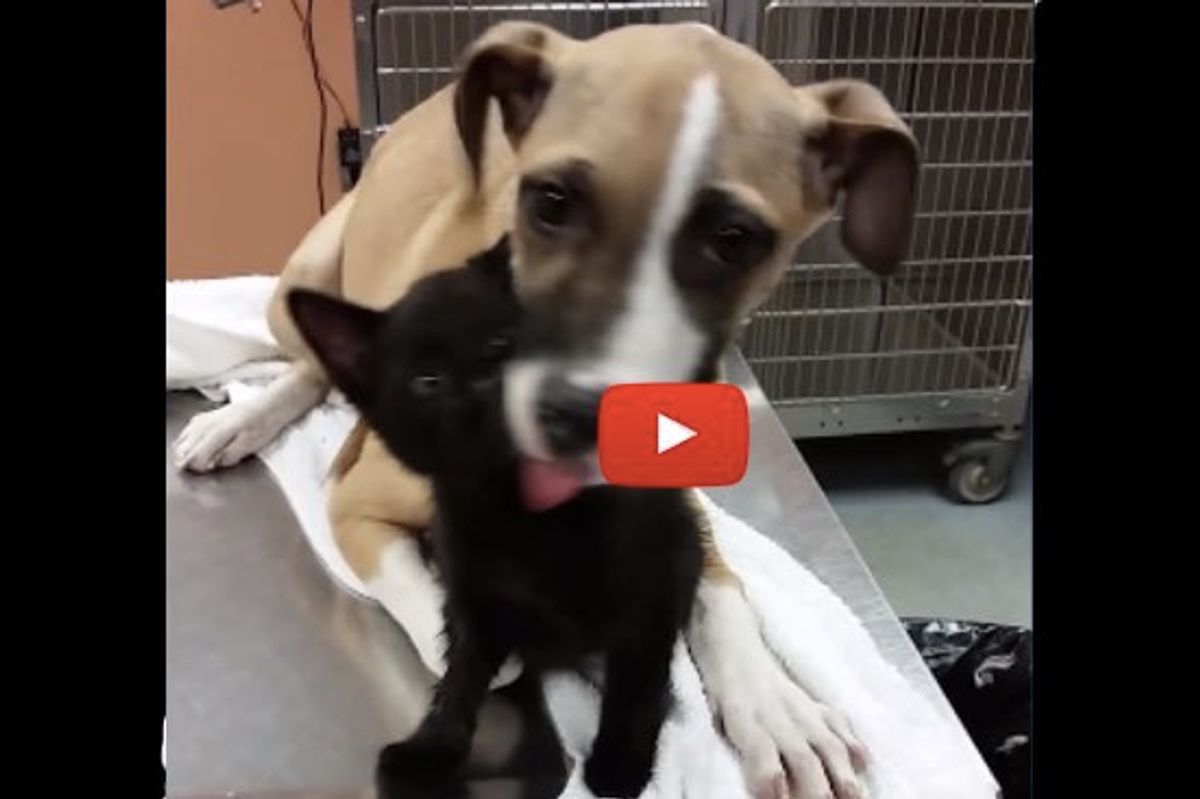 Kitten and Puppy Kept Each Other Warm in the Rain Rescued Together
