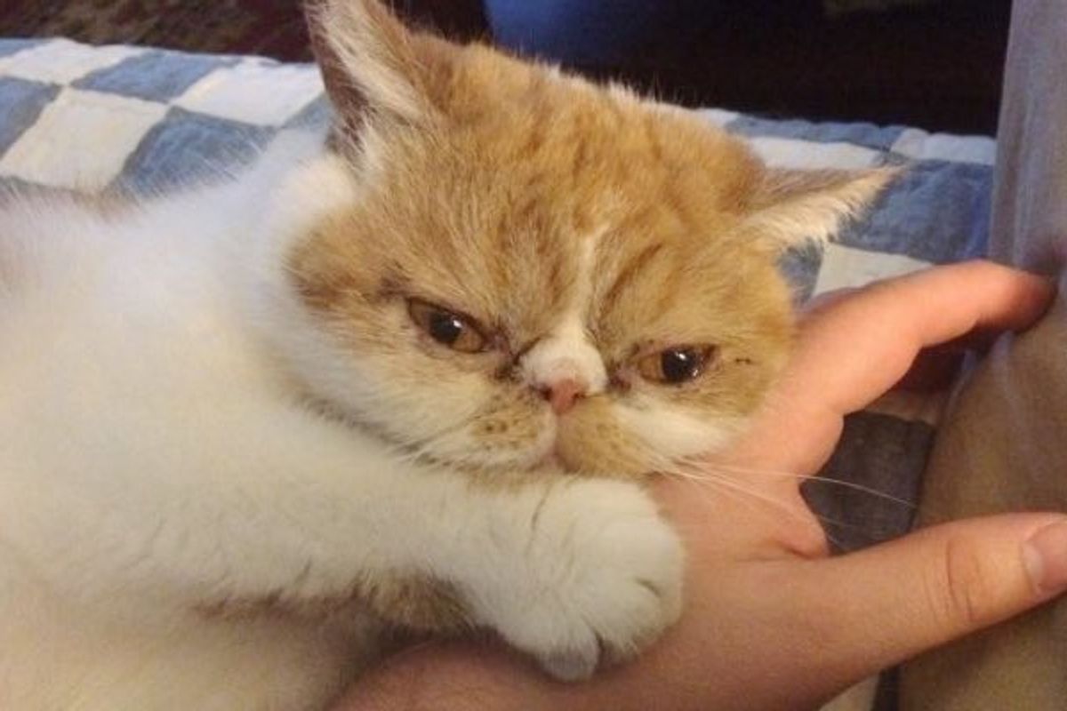 Rescue Cat Clings to Her Rescuer Every Time He Comes Visit