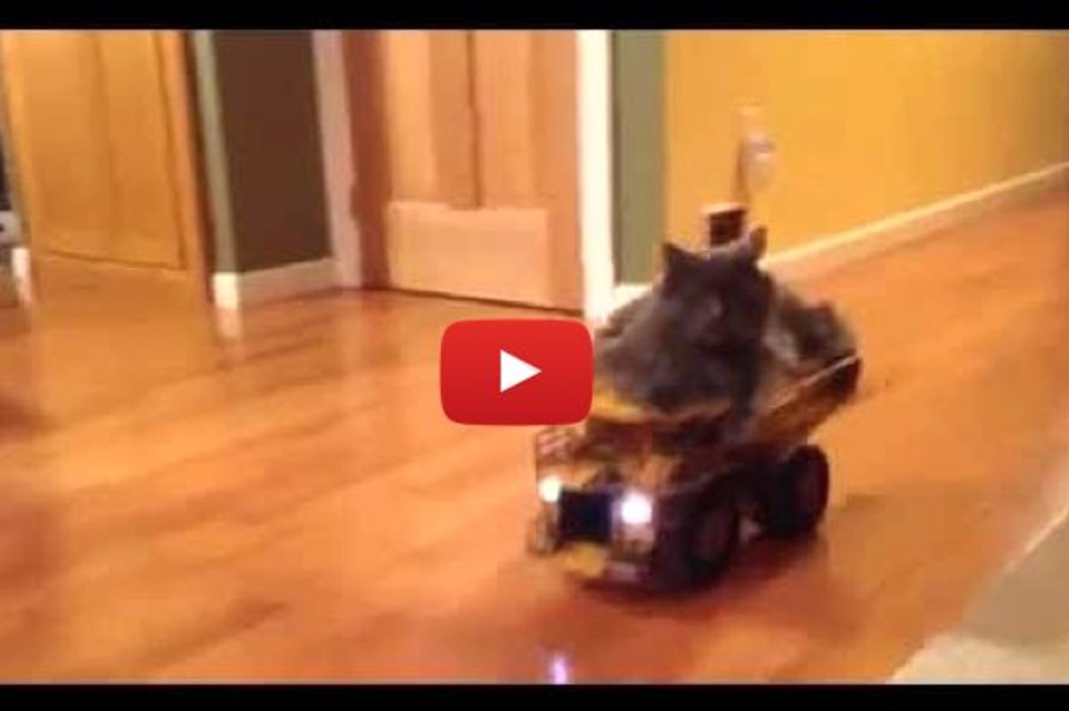 Cat Enjoys Riding His Truck to the Kitchen