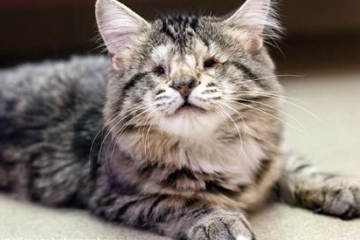 Cat with No Eyes Finds Hope and A New Home