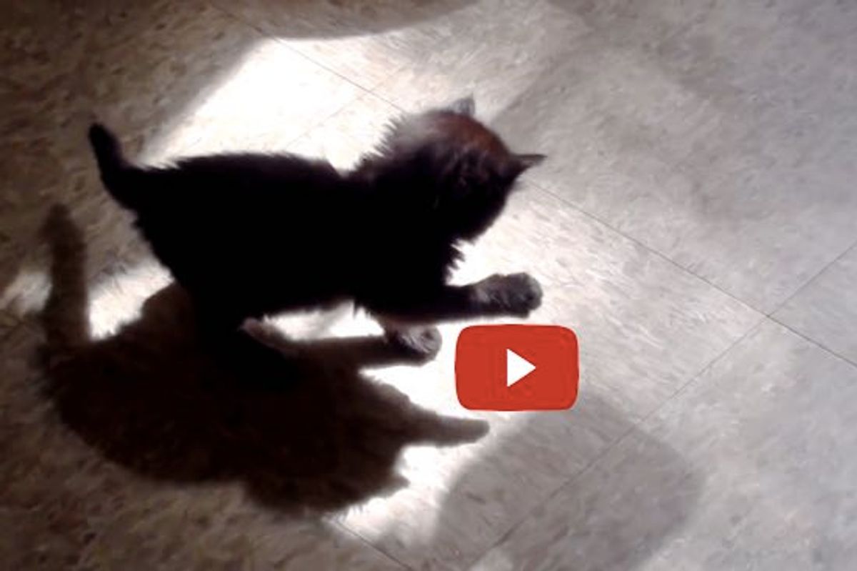 Kitten Discovers a Shadow Intruder and Tries to Catch It!