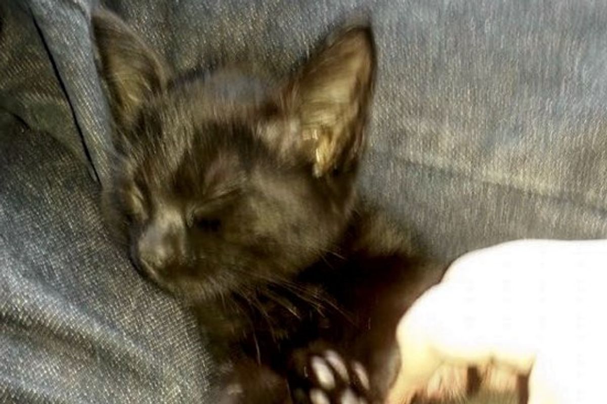 They Heard a 'Mew' from Inside the Car, Pulled Over and Found This Cutie