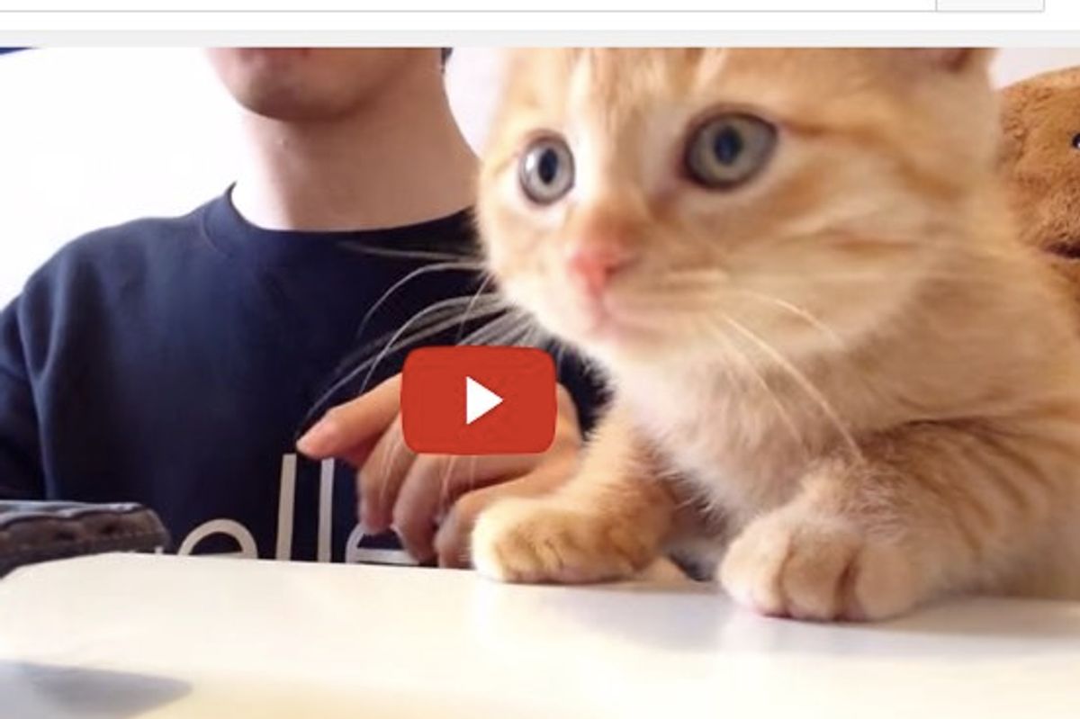 Kitty Demands To Know What His Human is Eating