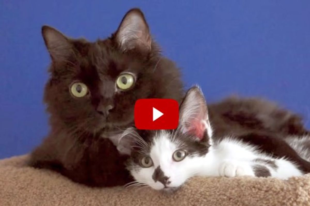 Love Will Keep Us Together - Kodi and Shorty